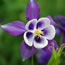 Aquilegia hybrida Bunting
